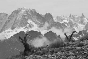 2 bouquetins - Col de Tenneverge