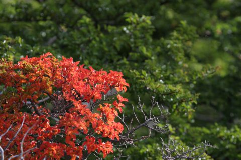 Ambiance australe-automnale