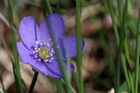 Anémone hepatica