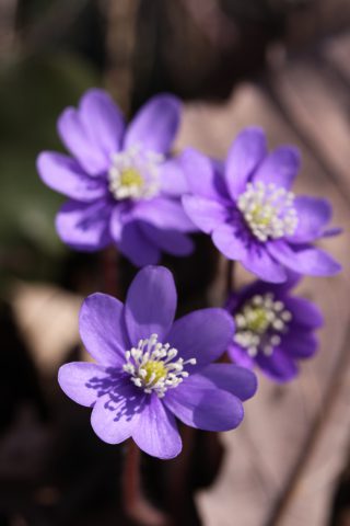 Anémone hepatica