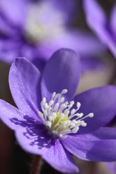 Anémone hepatica
