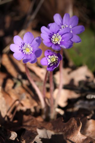 Anémone hepatica