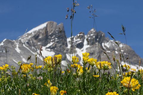 Anthyllides avec les Dents du Midi en arrière-plan