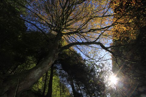 Arbre majestueux