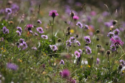 Bouquet de fleurs