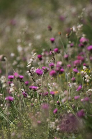 Bouquet de fleurs