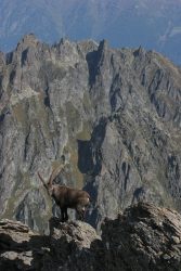 Bouquetin à Fontabran