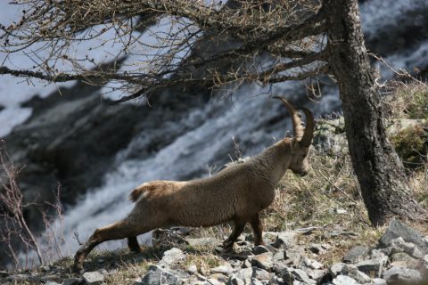 Bouquetin qui s'étire