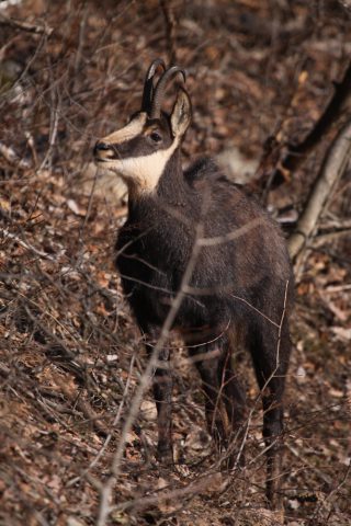 Chamois