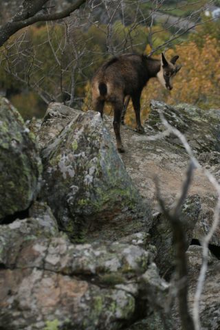 Chamois