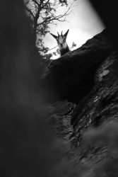 Chamois