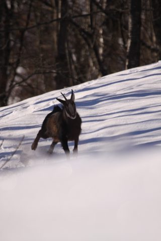 Chamois à la course