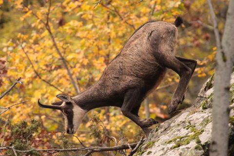 Chamois en automne