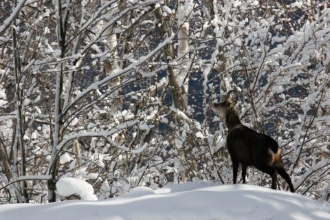 Chamois en hiver