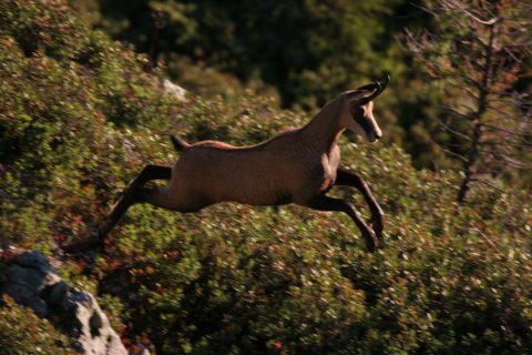 Chamois en pleine course