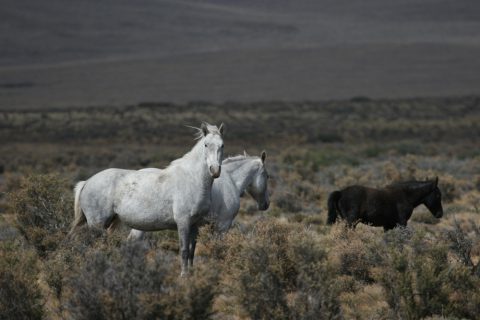 Chevaux dans la pampa