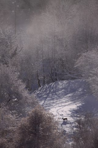 Chevreuil en hiver