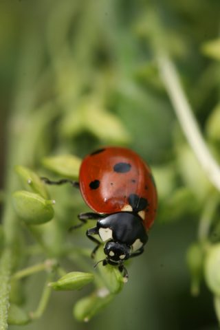 Coccinelle