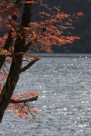 Coigue en automne