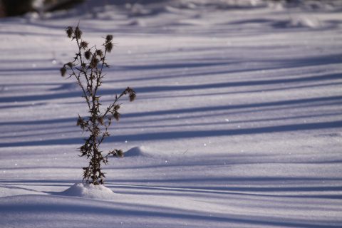 Composition hivernale