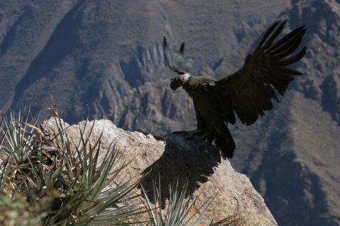 Condor dans le canyon de Colca