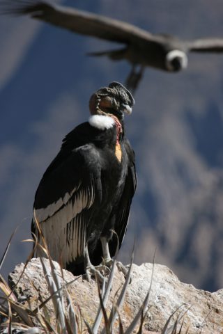 Condor dans le canyon de Colca