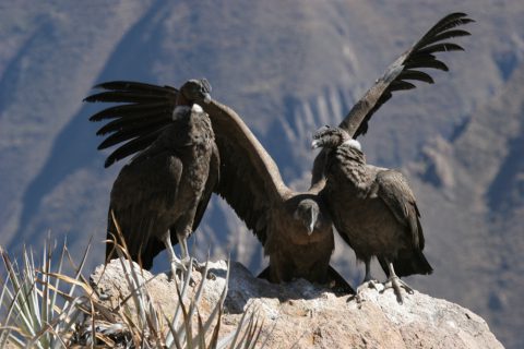 Condors dans le canyon de Colca