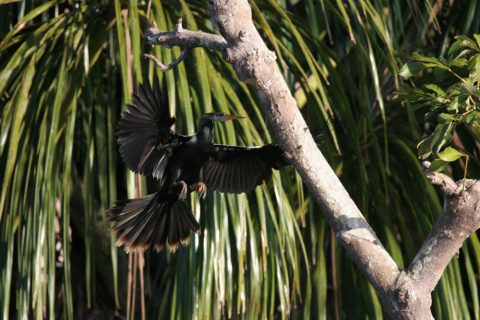 Cormoran dans la jungle