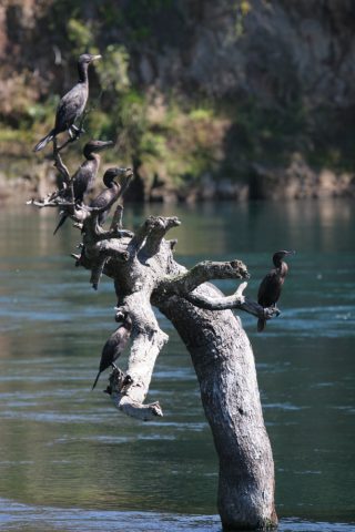 Cormorans