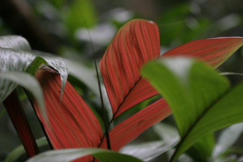 Dans la selva