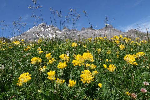 Dents du midi derrière des anthyllides