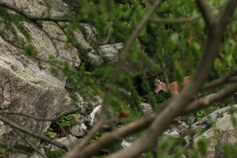 Etagne dans le vallon de Van