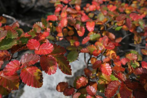 Faux Hêtre austral - Nothofagus antarctica