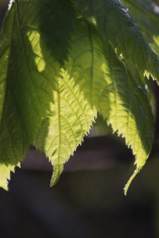 Feuilles d'hêtre