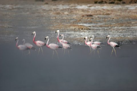 Flamands roses