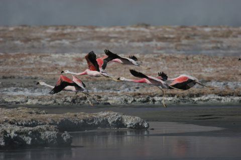 Flamands roses