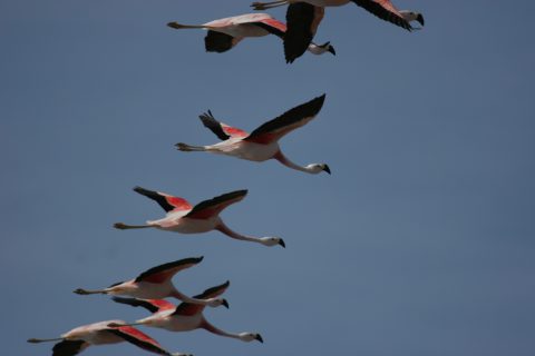 Flamands roses