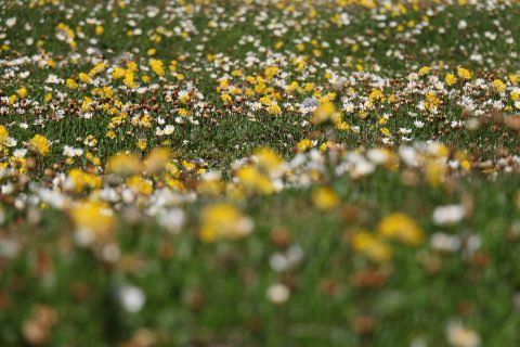 Fleurs au fond du lac de Salanfe