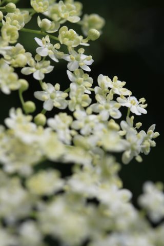 Fleurs de sureau