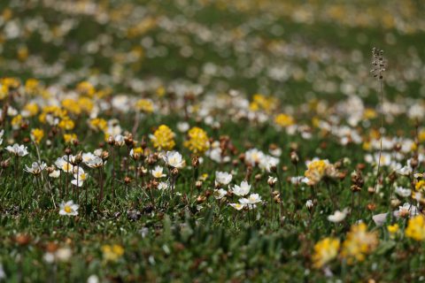 Fleurs - fond du lac de Salanfe