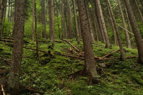 Forêt - La Cretta