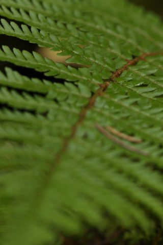 Fougère en macro