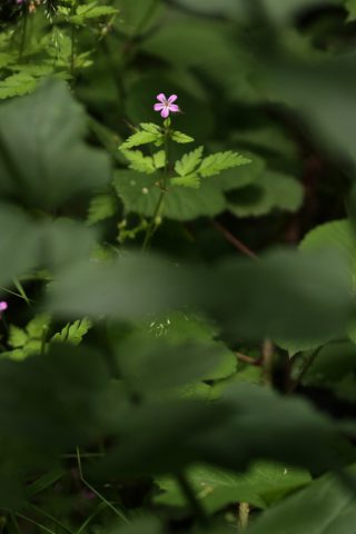 Géranium Herbe à Robert