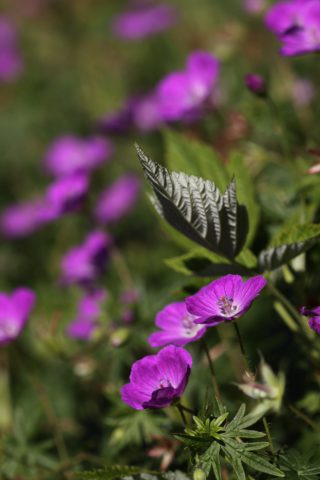 Géraniums sanguins