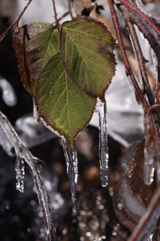 Glace