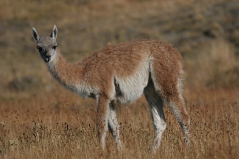 Guanaco