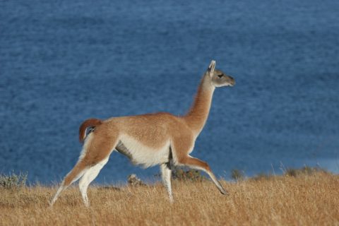 Guanaco