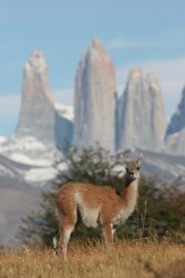 Guanaco et tours du Paine