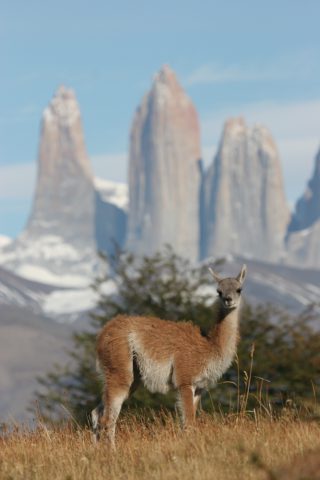 Guanaco et tours du Paine