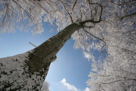 Hêtre en hiver